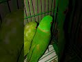 parrot sound of #parrot #birds #survival #logcabin #diybuild #talkingparrot #timelapse #pets