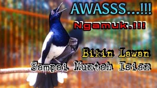 🔴 KACER EMOSI RENDAH Langsung ngamuk dan muntah isian dengar suara pancingan burung kacer gacor ini