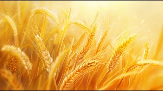 WHEAT SYMBOLISM - MEANING AND HISTORY #history #symbols