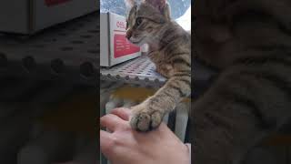 Cute kitty want to hold hand 🥰