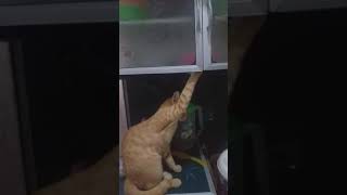 Kucing ketauan mencuri kocak