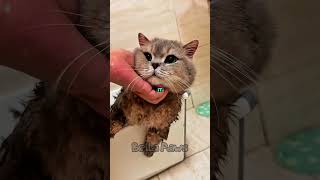 This cat didn't realize why they were mad at him ❤️🐱