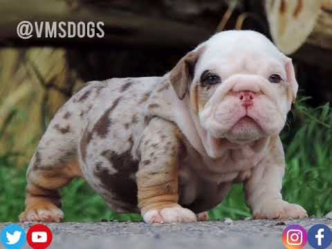 camera iphone 8 plus apk BIG HUNK BLUE EYES Chocolate Tri Merle English Bulldog