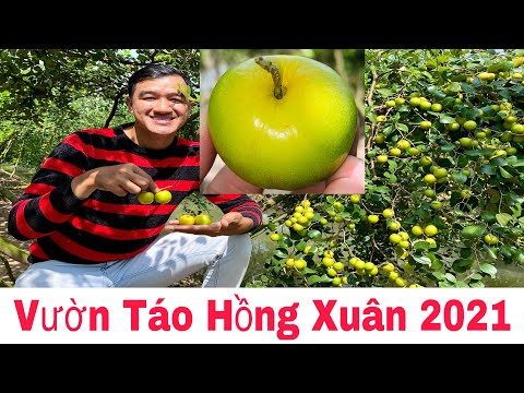 Video Vườn Táo Hồng Xuân 2021 Tại Miền Tây | Khương Nhựt Minh - youtube