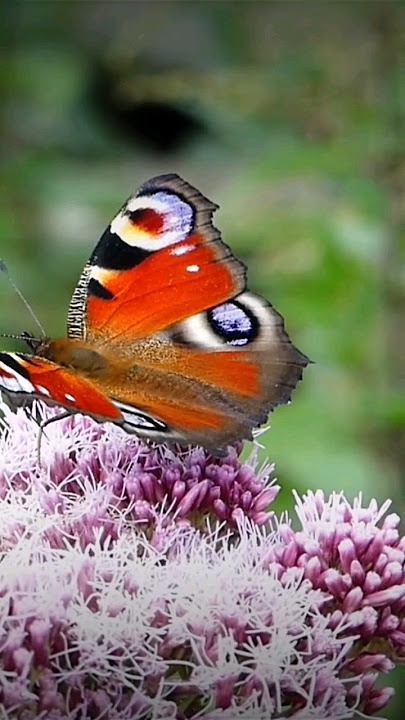 Getting to Know Butterflies #butterflies