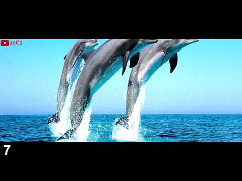 ვიდეო: სარგასოს ზღვა, კარაველის ხაფანგი