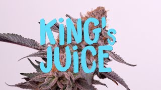 King's Juice - Seed to Harvest (Green House Seeds) AC Infinity 2x4 Advanced Grow System