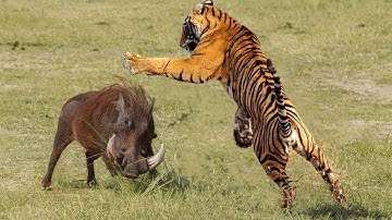 OMG .Big Cat Vs Python Fight To Death   Lion Vs Python   Leopard Vs Python   Wild Animals Attack