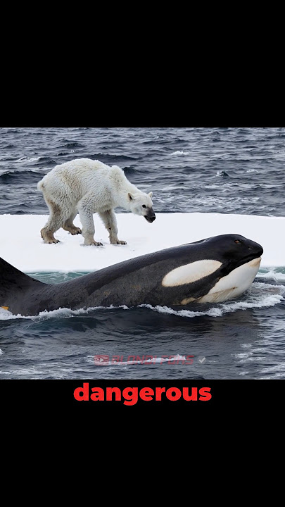 Killer Whale VS Polar Bear in The Ocean!