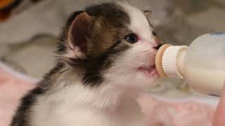 Bottle-fed Kitten Aslan wiggles his ears while drinking by Norwegian Forest Cat Tales 164 views 1 year ago 19 seconds