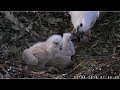 White bellied Sea Eagle Cam ~ Breakfast Time ~ Good Feeding For SE22 8.12.18