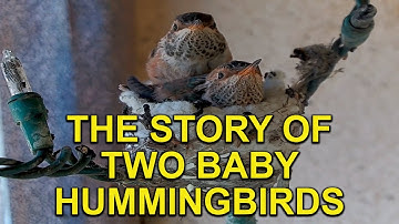 Watch These Adorable Hummingbird Babies Learn to Fly