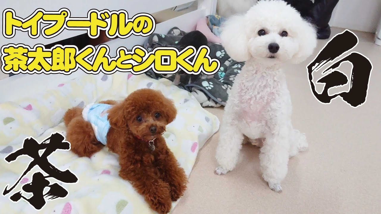 茶＊白 トイプードルの茶太郎くんとシロくん 🐶ひみつきちなう！#1