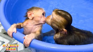 Monkey Kaka and monkey Mit satisfy passion for swimming while bathing