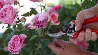 How I Deadhead Roses! ✂❤ // Garden Answer