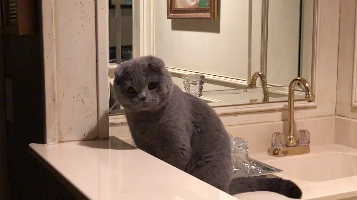 Video 9889391: scottish fold cat playing