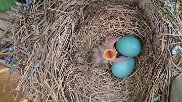 American Robin Nest: Journey from Empty Nest to Chirping Nestlings
