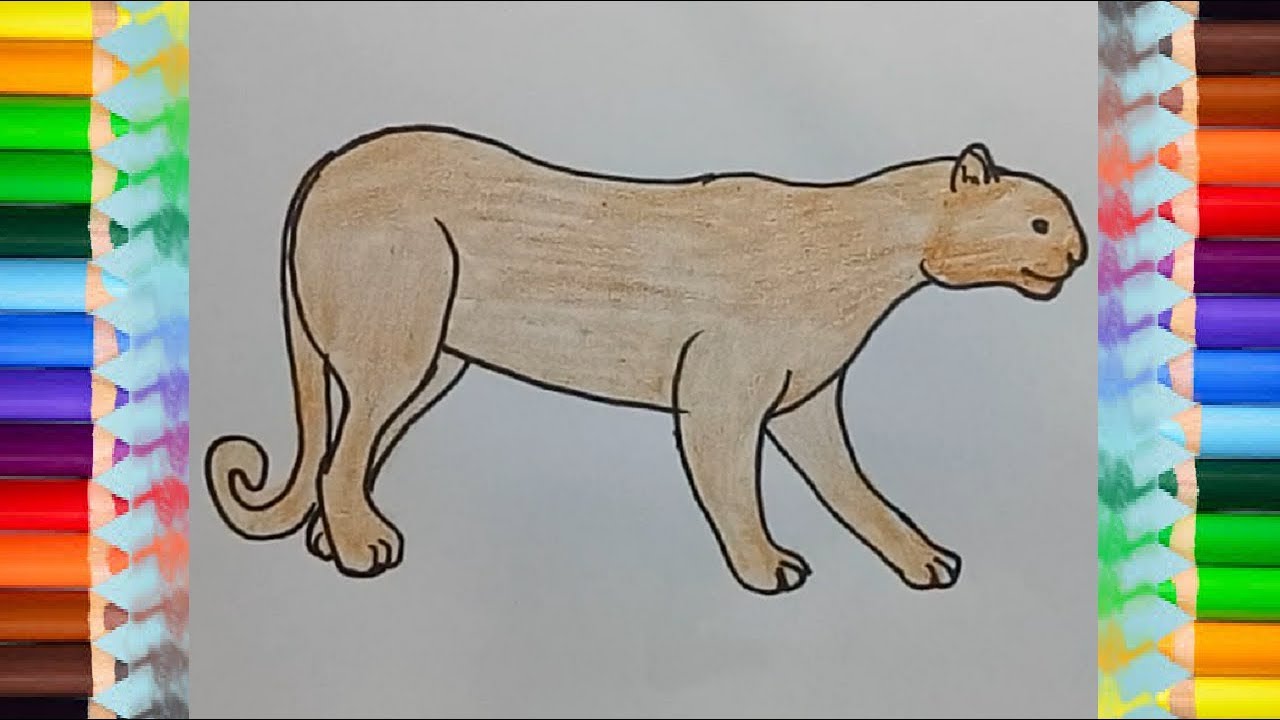 how to draw a puma