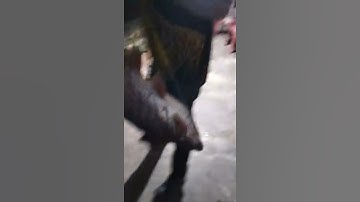 #Shorts Báo cá tra, chim năm 2024 clip 84 - Hồ Câu Vườn Dừa ấp Ngã Tư, xã Nhuận Đức, Củ Chi, HCM