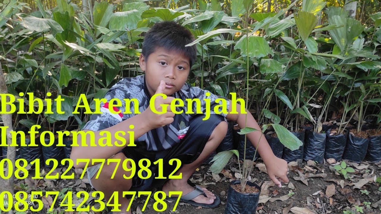 JUAL BIBIT AREN GENJAH, BIBIT AREN GENJAH, HARGA BIBIT AREN GENJAH, BIBIT AREN GENJAH DI PURWOREJO