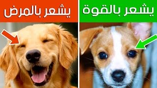 12 علامه خفيه عن الكلاب | كيف تفهم لغة الكلاب ؟؟