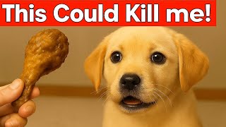 25 toxic foods that can secretly harm—or even kill—your dog 🐶  25 Common Foods That Will Kill Your Dog