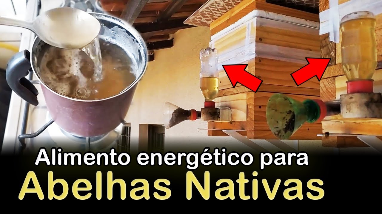Como fazer reforço para alimentar abelhas nativas sem ferrão