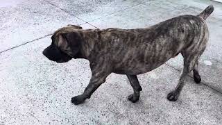 Gronkowski - AKC Virtual Scentwork Intermediate Test 1
