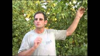 במבי במטע הבשמים - קטע מתוך סרטי "ניצוצות של קדושה"
