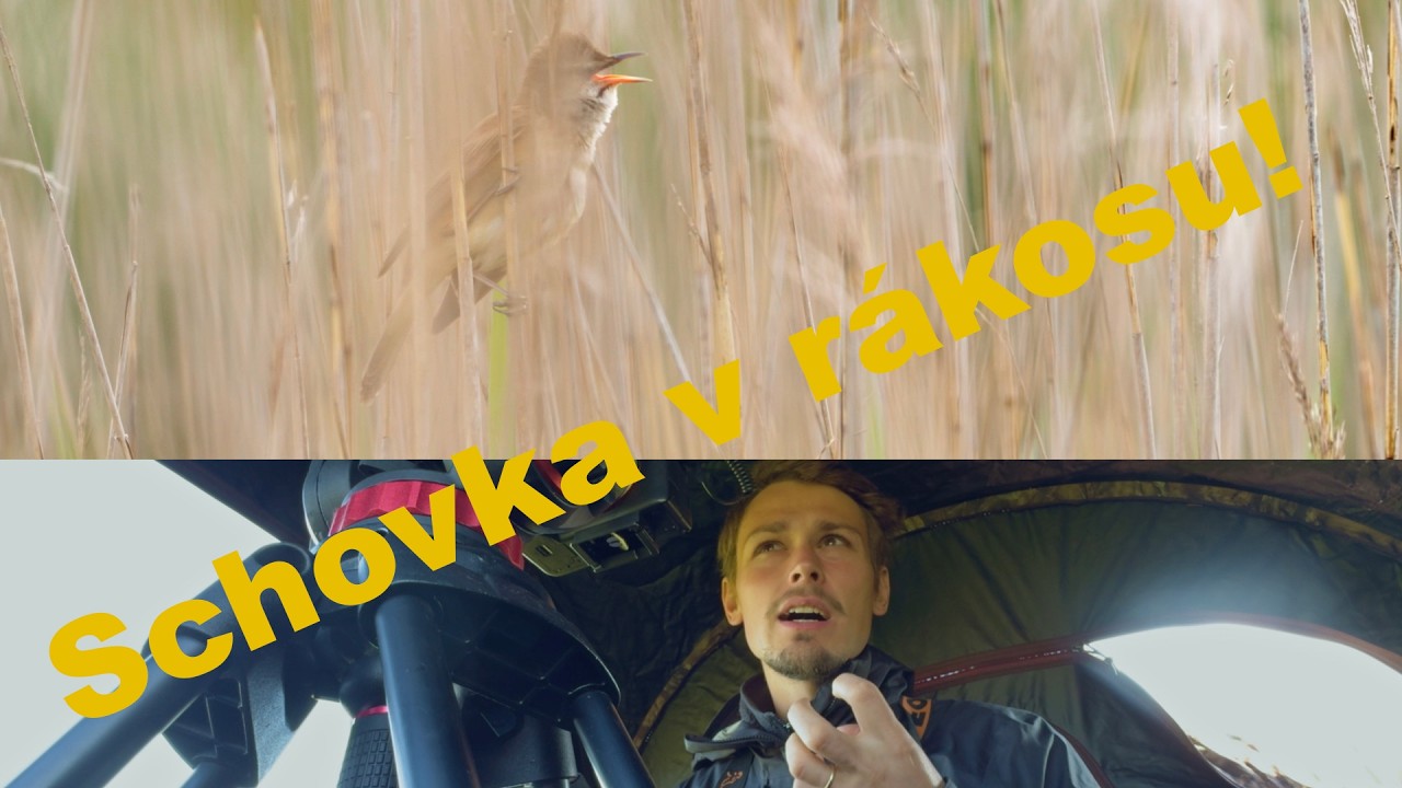 Žije někdo v rákosinách?