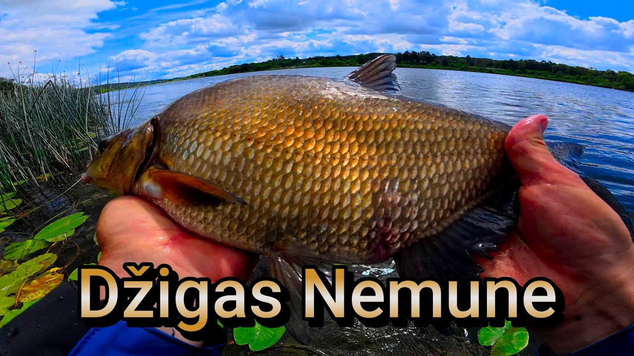 Nemune su spiningu nuo kranto. Kuo didesnė srovė,tuo daugiau kibimų!