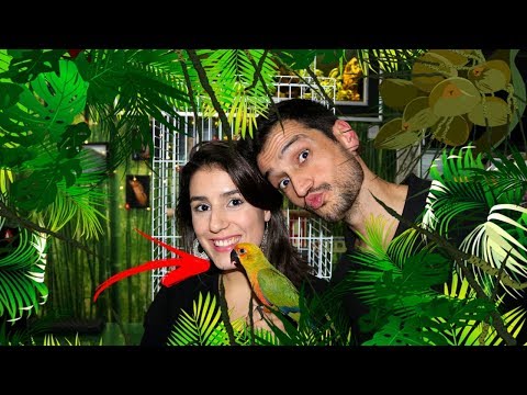 COMO MANTER UMA ARATINGA JANDAIA BEBÉ !