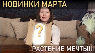РАСТЕНИЕ МЕЧТЫ. Новинки марта