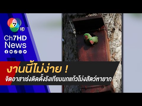 จิตอาสาติดตั้งรังเทียมนกแก้วโม่ง ฝูงสุดท้าย เป็นสัตว์หายาก และใกล้สูญพันธุ์