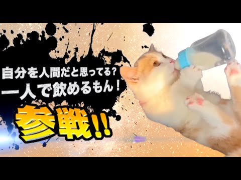 ヤバ過ぎネッコ全員参戦！！part122