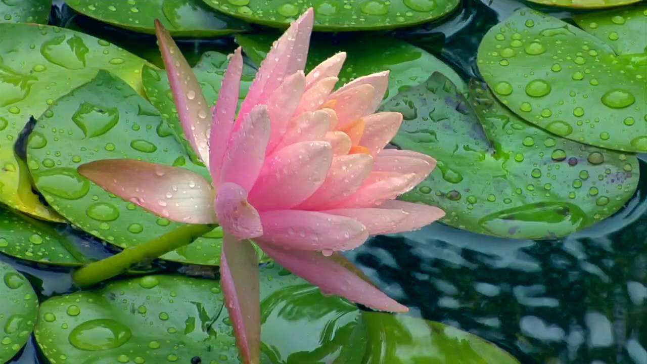 Lotus Flower YouTube