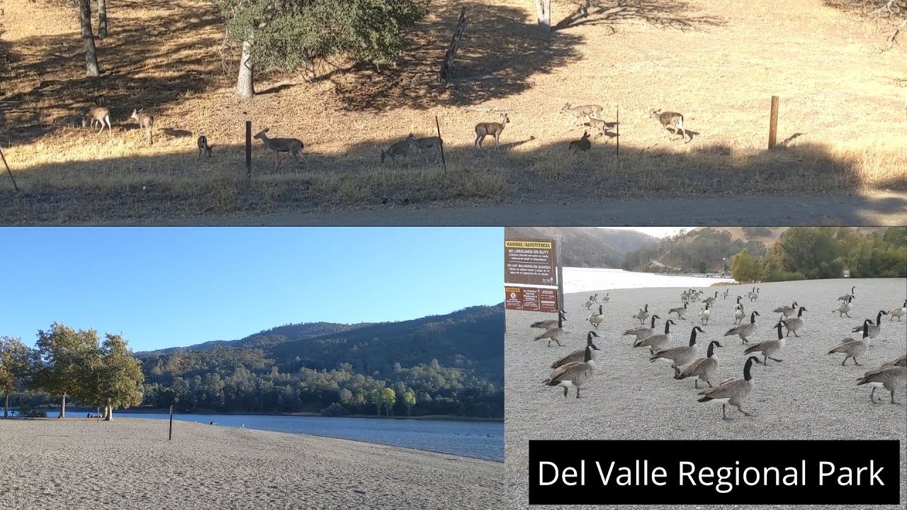 Del Valle Regional Park, CA | Beautiful Lake, Boat Rentals, Fishing, Picnicking, Lots of Deer, Birds