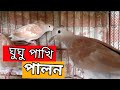 Bird । My Australian Dove । pigeon &amp; bird's view