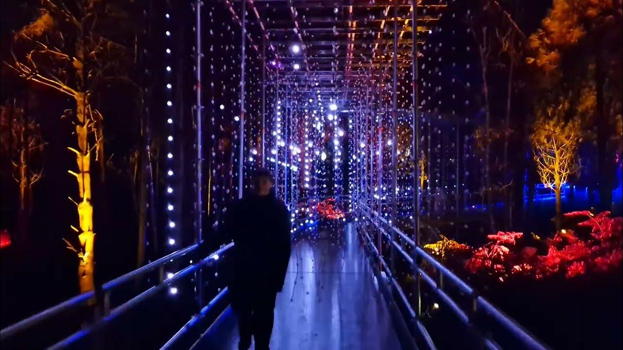 Delamere Forest Christmas lights YouTube