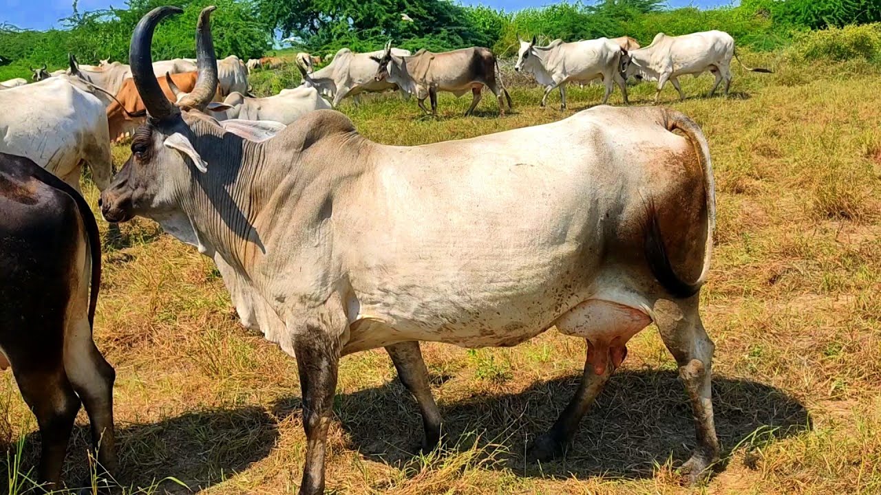 kankrej cow| best indian cow |desi cow