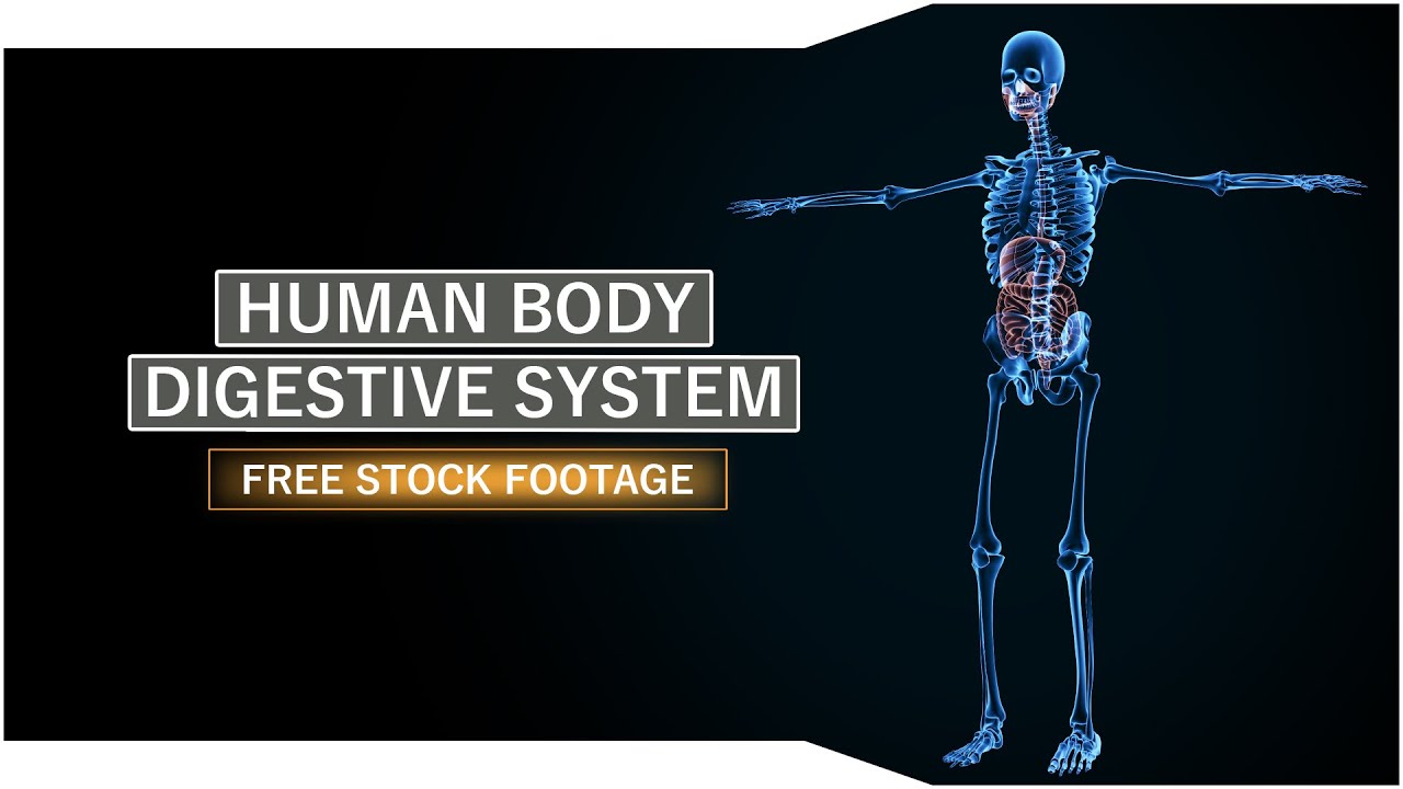 Human body skeletal and digestive system | Royalty Free Footage - YouTube