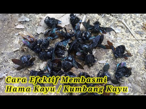 Video: Bagaimana anda membunuh kumbang kulit kayu?