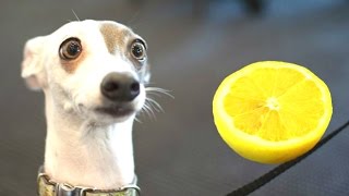 Funny Dogs Reacting To Lemons Compilation || New Hd