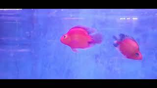 Parrot Fish Parrotfish Beak Parrotfish Fishing Parrot Fish Sashimi Parrotfish Bubble Parrotfish Sas