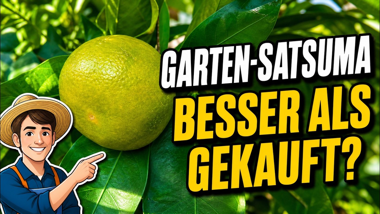 Satsuma aus eigenem Garten vs Supermarkt Handelsklasse A