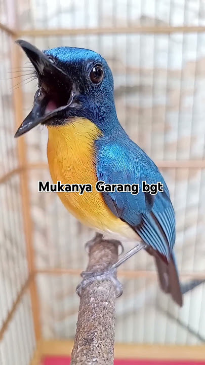 Tledekan gunung gacor abis #shorts #shortvideo #tledekan