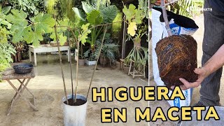 HIGUERA en maceta: Cómo cultivarla en la terraza // Jardinatis by Jardinatis 8,418 views 5 months ago 5 minutes, 19 seconds