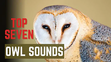 OWL Noises and Sounds | Top 7 most popular owls and the noises they make