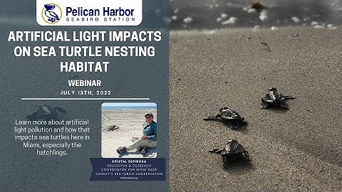 Artificial Light Impacts on Sea Turtle Nesting Habitat Webinar 07.13.22