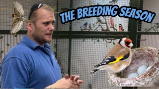 The Breeding Season in The Bird Room